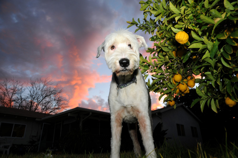 Sheepdog Sheered Lemon Sunset | Sheared_Sheepdog,_lemon_sunset.JPG