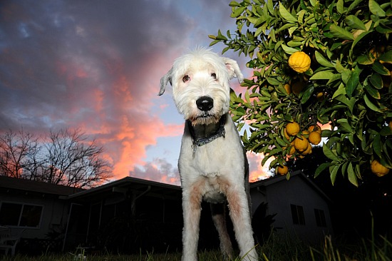 Sheepdog Sheered Lemon Sunset